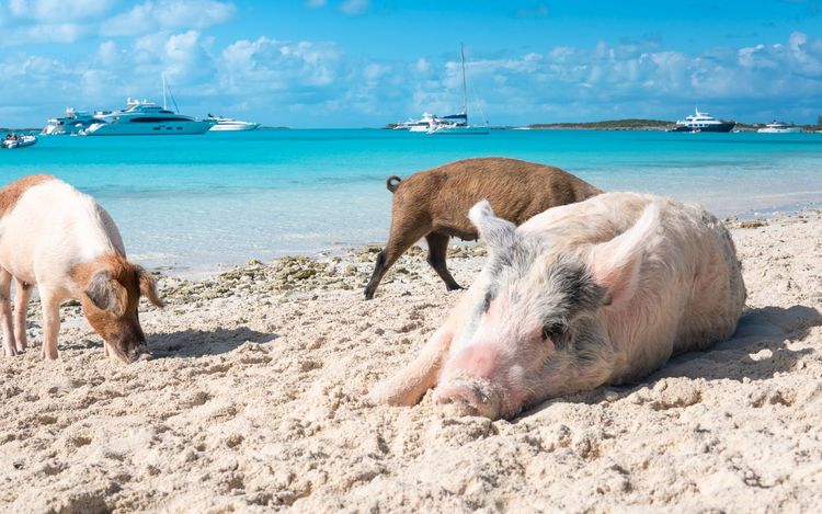 Crociera in catamarano alle Bahamas
